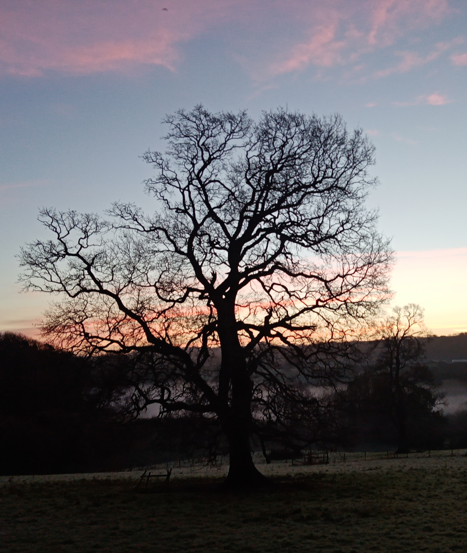 tree at sunrise, blue sky, Dartington