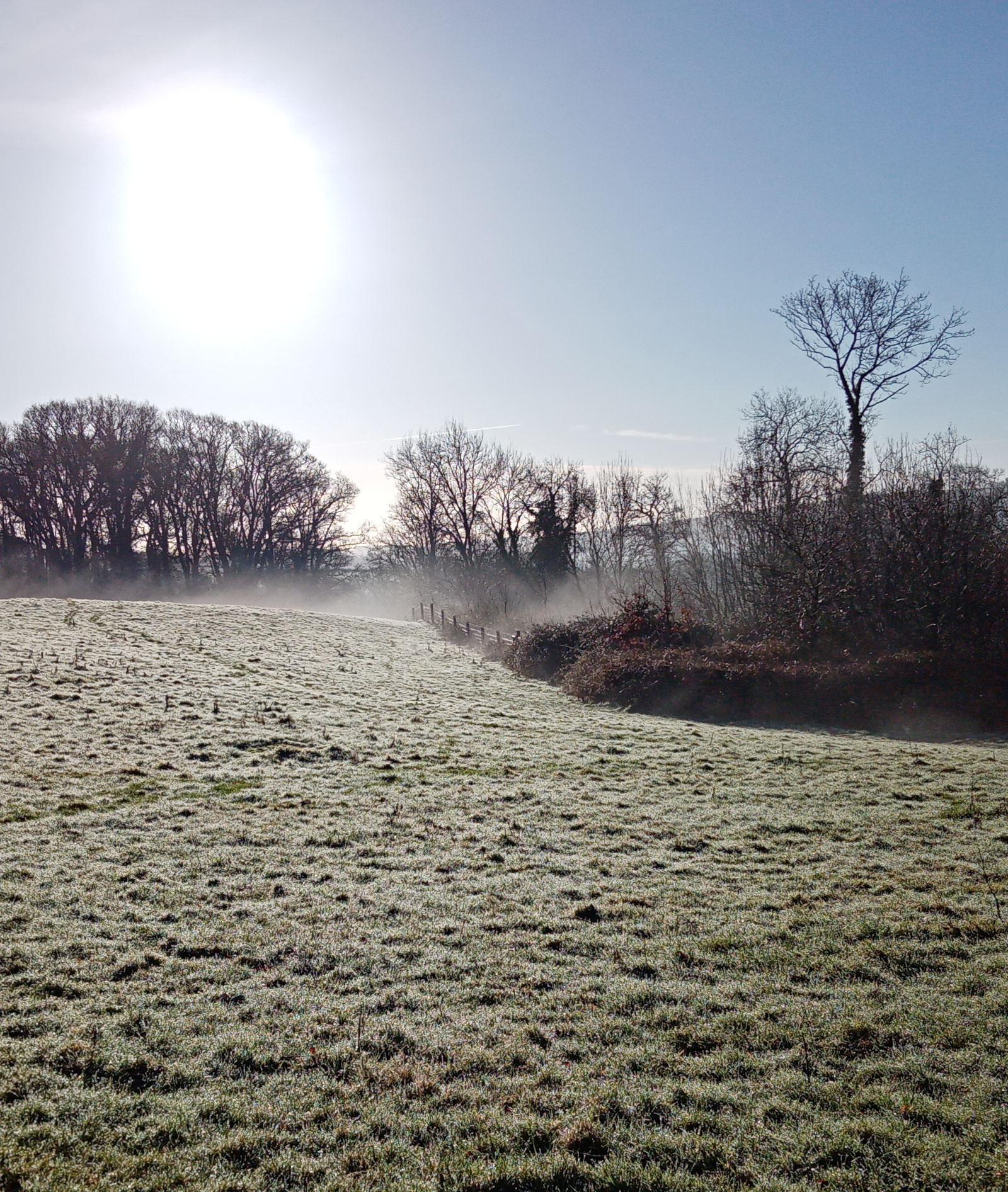 frosty field, Dartington