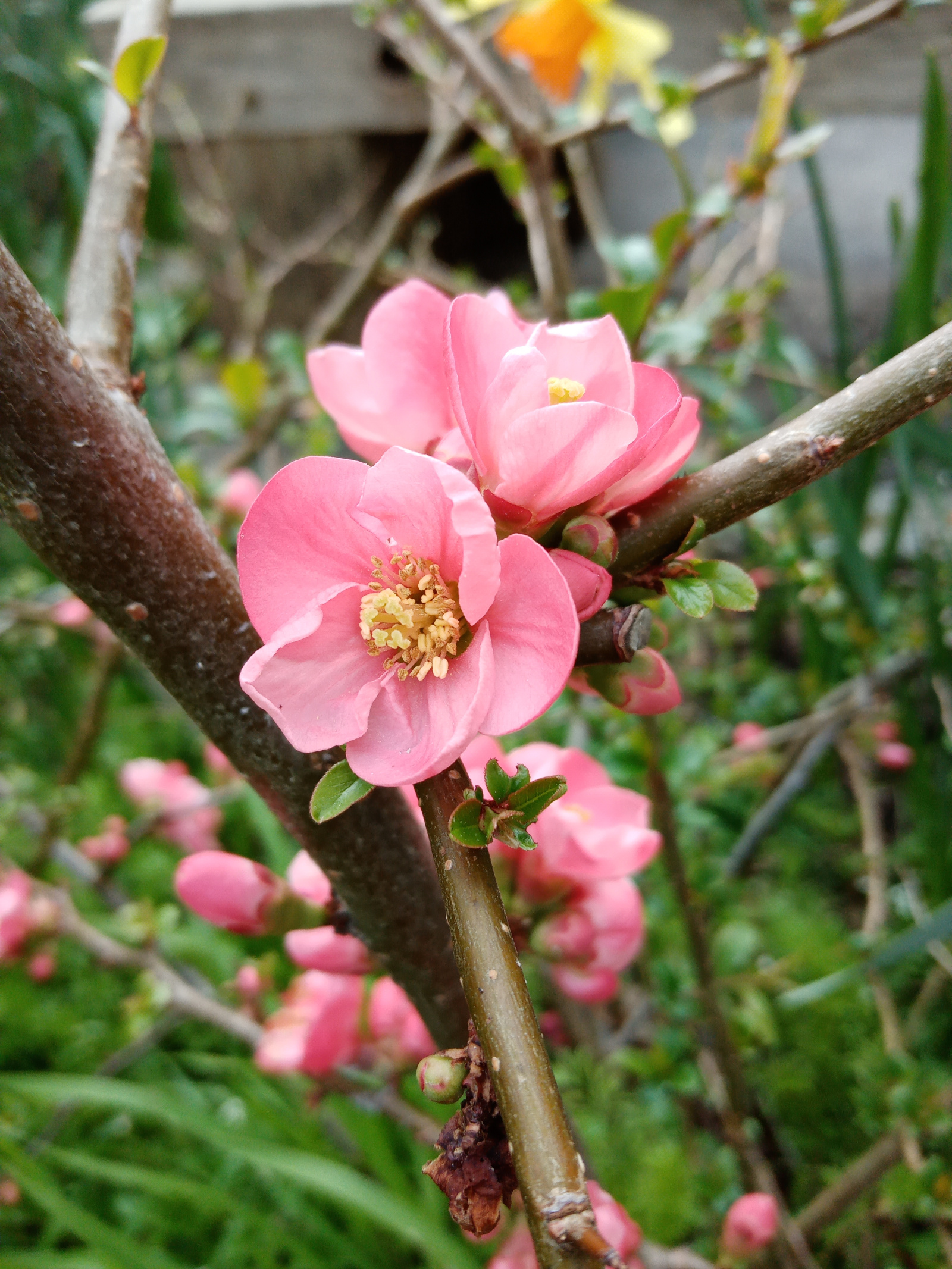 Quince blossom, Totnes