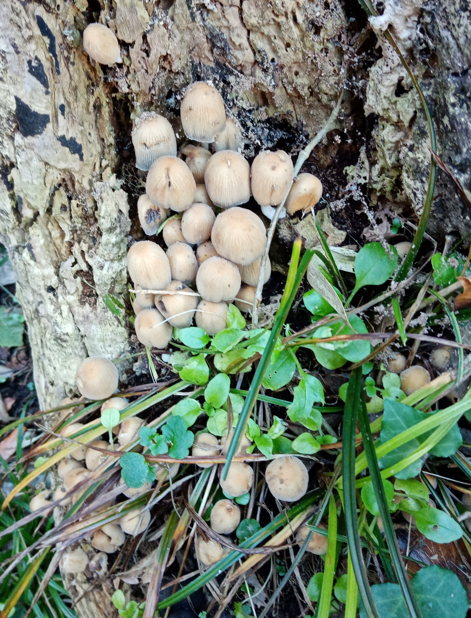 fungi on dead tree stump